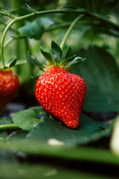 寒流減弱，草莓今年盛大豐收。圖／Unsplash.com
