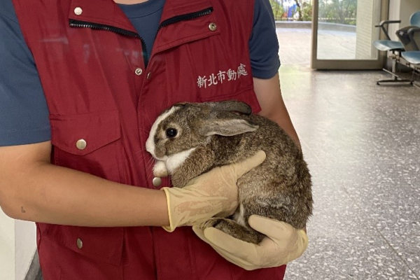 寵物兔可以施打晶片做註記。圖／新北市政府動物保護防疫處